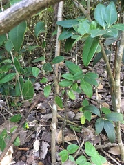 Ottoschulzia rhodoxylon