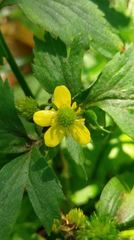 Ranunculus cantoniensis