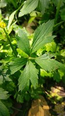 Ranunculus cantoniensis