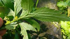 Ranunculus cantoniensis