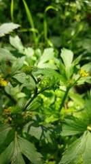 Ranunculus cantoniensis