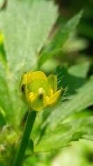 Ranunculus cantoniensis