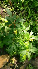 Ranunculus cantoniensis