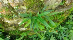 Pyrrosia polydactylos