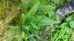 Pyrrosia polydactylos