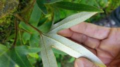 Pyrrosia polydactylos