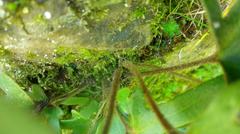 Pyrrosia polydactylos