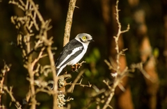 Prionops plumatus poliocephalus