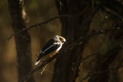 Prionops plumatus poliocephalus