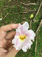 Tabebuia pallida