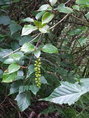 Schisandra arisanensis