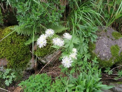 Trautvetteria caroliniensis