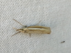 Agriphila selasella