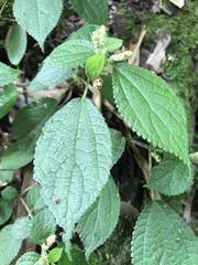Boehmeria pilosiuscula