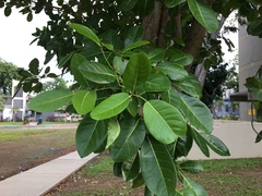 Tabebuia pallida