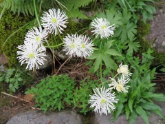 Trautvetteria caroliniensis