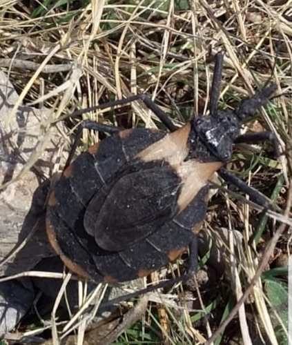 Meccus pallidipennis