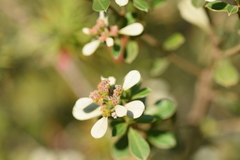 Spyridium spathulatum