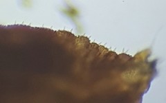 Eriococcus orariensis