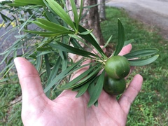 Brunfelsia densifolia