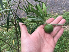 Brunfelsia densifolia