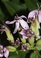 Microbotryum saponariae