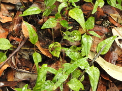 Pseuderanthemum variabile