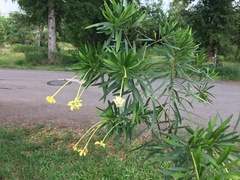 Brunfelsia densifolia