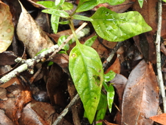 Pseuderanthemum variabile