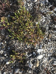 Dryas ajanensis