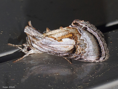 Chrysanympha formosa