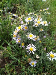 Aster altaicus