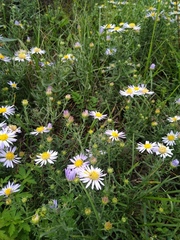 Aster altaicus