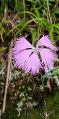 Dianthus palinensis