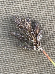 Carex macloviana