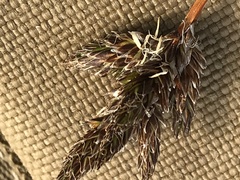 Carex macloviana