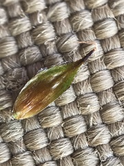 Carex macloviana
