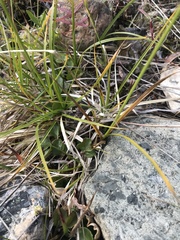 Carex macloviana