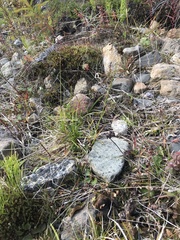 Carex macloviana