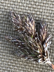 Carex macloviana