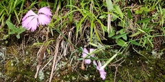 Dianthus palinensis