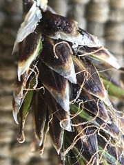 Carex macloviana