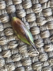 Carex macloviana