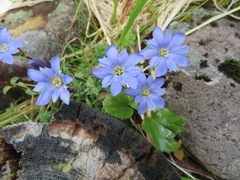 Gentiana nipponica