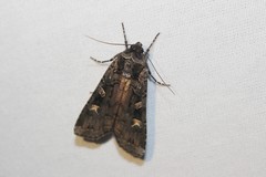 Actebia fennica