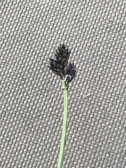 Carex lachenalii