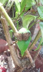 Staphylus ascalaphus