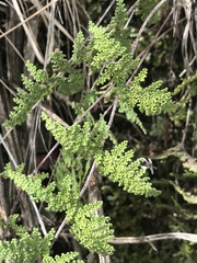 Myriopteris myriophylla