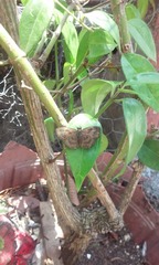 Staphylus ascalaphus