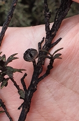 Eriococcus orariensis